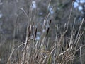 Wld Cattail or Bulrush, Typha, 3. Royalty Free Stock Photo