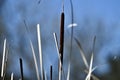 Wld Cattail or Bulrush, Typha, 6. Royalty Free Stock Photo