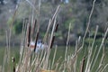 Wld Cattail or Bulrush, Typha, 8. Royalty Free Stock Photo