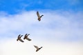 Wld ducks are flying high in the blue sky. Royalty Free Stock Photo