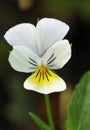 Wld Pansy Royalty Free Stock Photo
