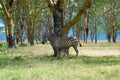 Wld zebra staying under tree