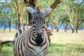 Wld zebra staying under tree Royalty Free Stock Photo