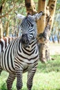 Wld zebra staying under tree Royalty Free Stock Photo