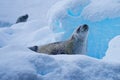 Wldlife close-up of crabeater seals (Lobodon carcinophaga) on iceberg