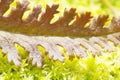 Arctic plants on the moss in the sunlight