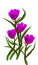 Wnite background and violet flowers Royalty Free Stock Photo