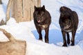 Two black canadian wolves on a morning walk.