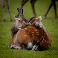 Two deer kissing and loving each other while laying on the ground Royalty Free Stock Photo