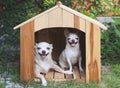 two different size  short hair  Chihuahua dogs sitting in wooden dog house, smiling with thier tongues out and looking at camera Royalty Free Stock Photo