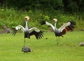 Wo grey crowned cranes Balearica regulorum, also known as the African crowned crane, golden crested crane, on the greaan grass Royalty Free Stock Photo