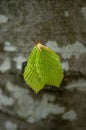 ÃÂ¢wo young beech leaves on tree close Royalty Free Stock Photo