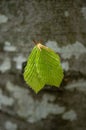 ÃÂ¢wo young beech leaves on tree close