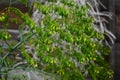 Woad in flower Isatis tinctoria known also as dyer`s woad or glastum Royalty Free Stock Photo