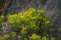 The woad in flower Isatis tinctoria known also as dyer`s woad or glastum