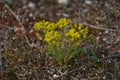 The woad in flower Isatis tinctoria known also as dyer`s woad or glastum