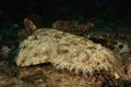 Wobbegong shark Royalty Free Stock Photo