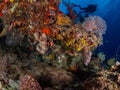 Wobbegong shark or carpet shark, Orectolobidae. Tropical coral background. Misool, Raja Ampat, Indonesia