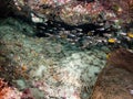 Wobbegong shark or carpet shark, Orectolobidae. Tropical coral background. Misool, Raja Ampat, Indonesia