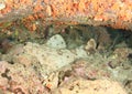 Wobbegong shark in cave Royalty Free Stock Photo