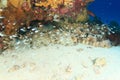 Wobbegong shark in cave Royalty Free Stock Photo