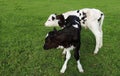 Wobbly newborn twin black and white calves stand in the field Royalty Free Stock Photo