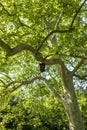 Bird house hanging high on an old plane tree Royalty Free Stock Photo