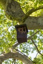 Bird house hanging high on an old plane tree Royalty Free Stock Photo