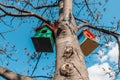 Wooden bird houses hanging on a tree in front of blue sky. Colorful birdhouses, nesting box for songbirds in park.