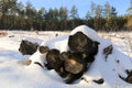 Woden logs under snow in forest Royalty Free Stock Photo