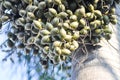 Wodyetia bifurcata, Wodyetia bifurcate AK Irvine or PALMAE or Foxtail Palm palm seed