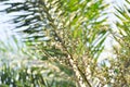 Wodyetia bifurcata, Wodyetia bifurcate AK Irvine or PALMAE or Foxtail Palm or palm seed