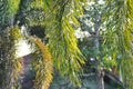 Wodyetia bifurcata, Wodyetia bifurcate AK Irvine or PALMAE or Foxtail Palm