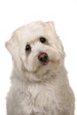 Woeful White Mut Dog With Big Eyes Royalty Free Stock Photo