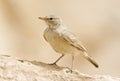 Woestijnleeuwerik, Desert Lark, Ammomanes deserti, Royalty Free Stock Photo