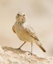 Woestijnleeuwerik, Desert Lark, Ammomanes deserti Royalty Free Stock Photo