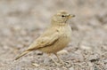 Woestijnleeuwerik, Desert Lark, Ammomanes deserti Royalty Free Stock Photo