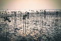 Wok Tum, Hin Kong, Plai Lem beach area of wetland with mangrove forest at Koh Pha ngan island beachfront sea shore area at low tid Royalty Free Stock Photo