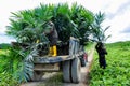 Wokers lifting a oil palm seedling from tractor to planted in a field Royalty Free Stock Photo