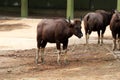 Wild animal Gaur standing looking downwards in Indian zoo