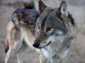 Wolf Royalty Free Stock Photo
