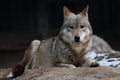Wolf Royalty Free Stock Photo