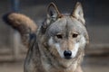 Wolf Royalty Free Stock Photo