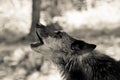Wolf Royalty Free Stock Photo