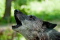 Wolf Royalty Free Stock Photo