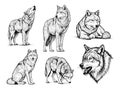 Hand drawn Wolf illustration set, vintage ink style wolves calm and wild expressions poses Royalty Free Stock Photo
