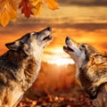 Wolf afraid in sunset. Two snarling wolves in autumn leaves. Royalty Free Stock Photo