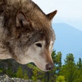 Wolf against wildness area