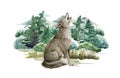 Wolf animal in forest landscape. Watercolor illustration. Wild howling wolf in forest scene. Festive print image. Furry