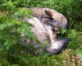 Wolf animal stock photos.  Wolf animal close-up profile view sleeping with a foreground and background foliage Royalty Free Stock Photo
